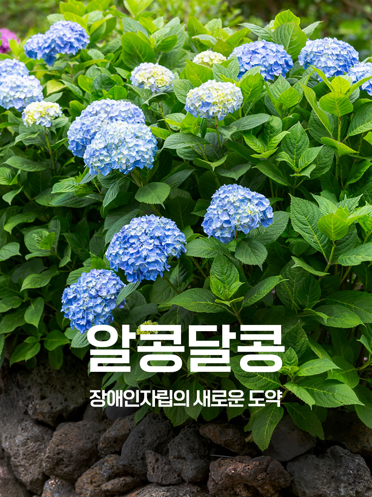 알콩달콩